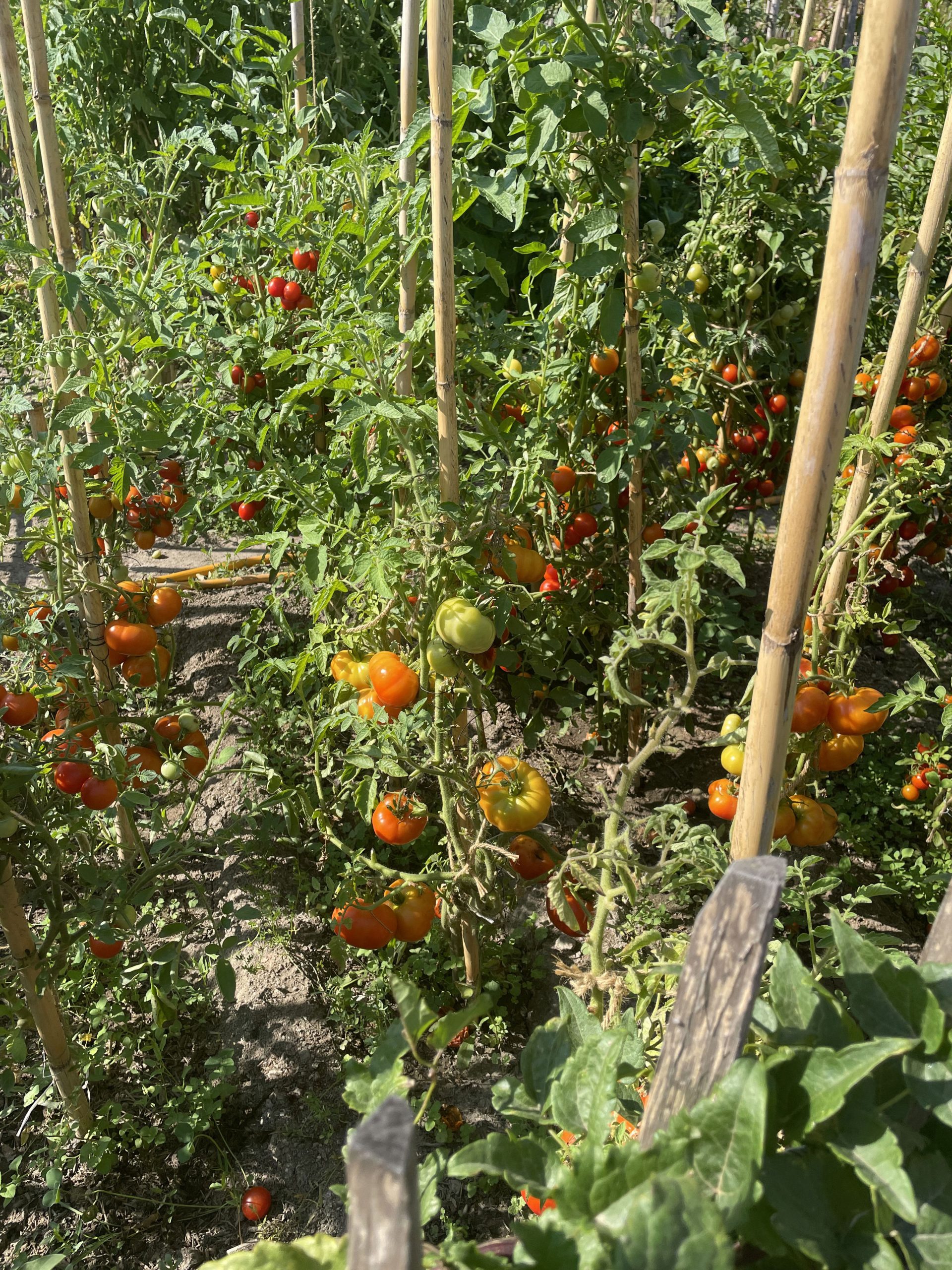 Jardin : Découvrez le secret du jardinage écoresponsable : transformez vos  déchets en or avec le compostage !