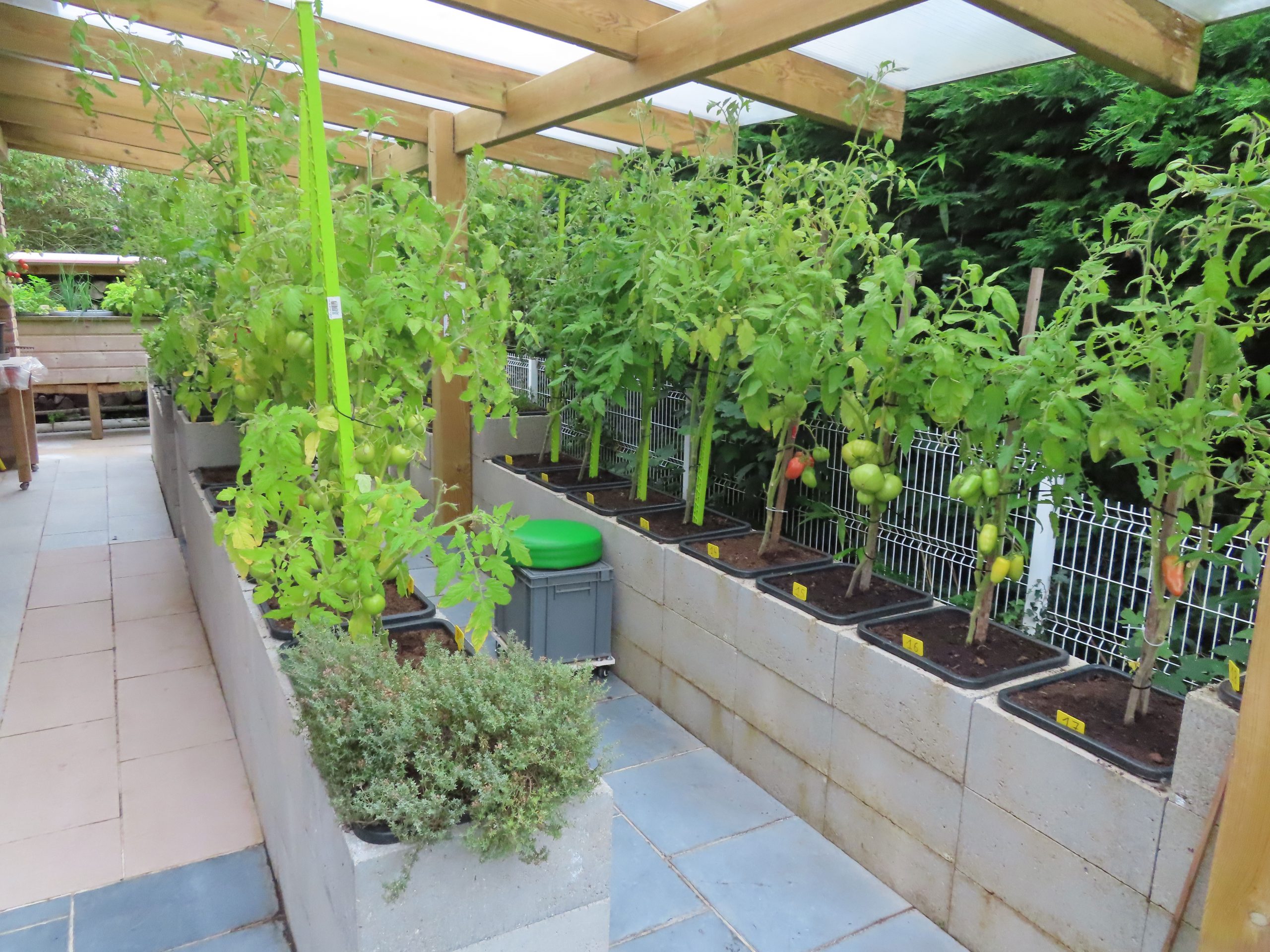 Insolite : il fait pousser des haricots verts géants dans son jardin 