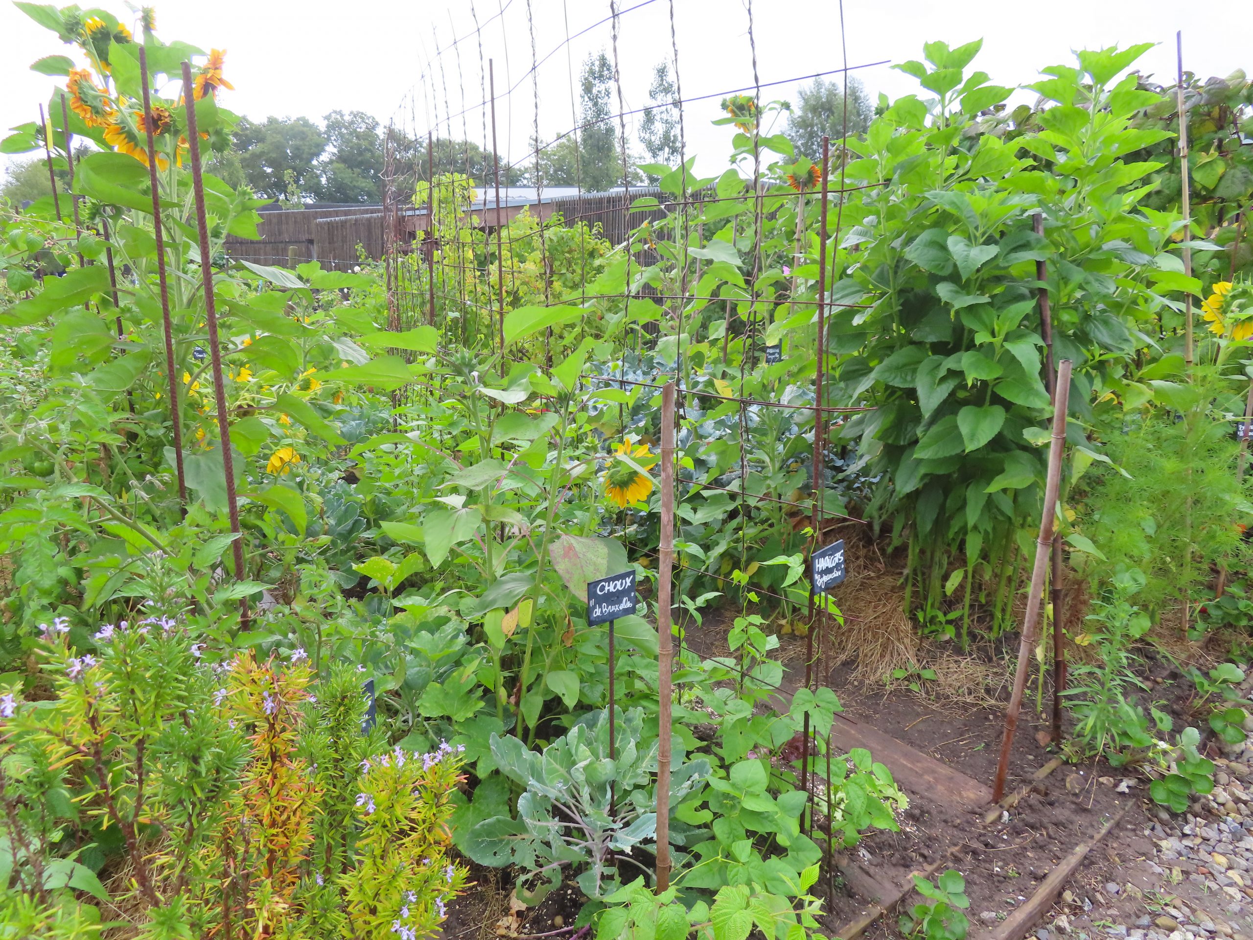 Archives des Graines Potager - Relais Vert