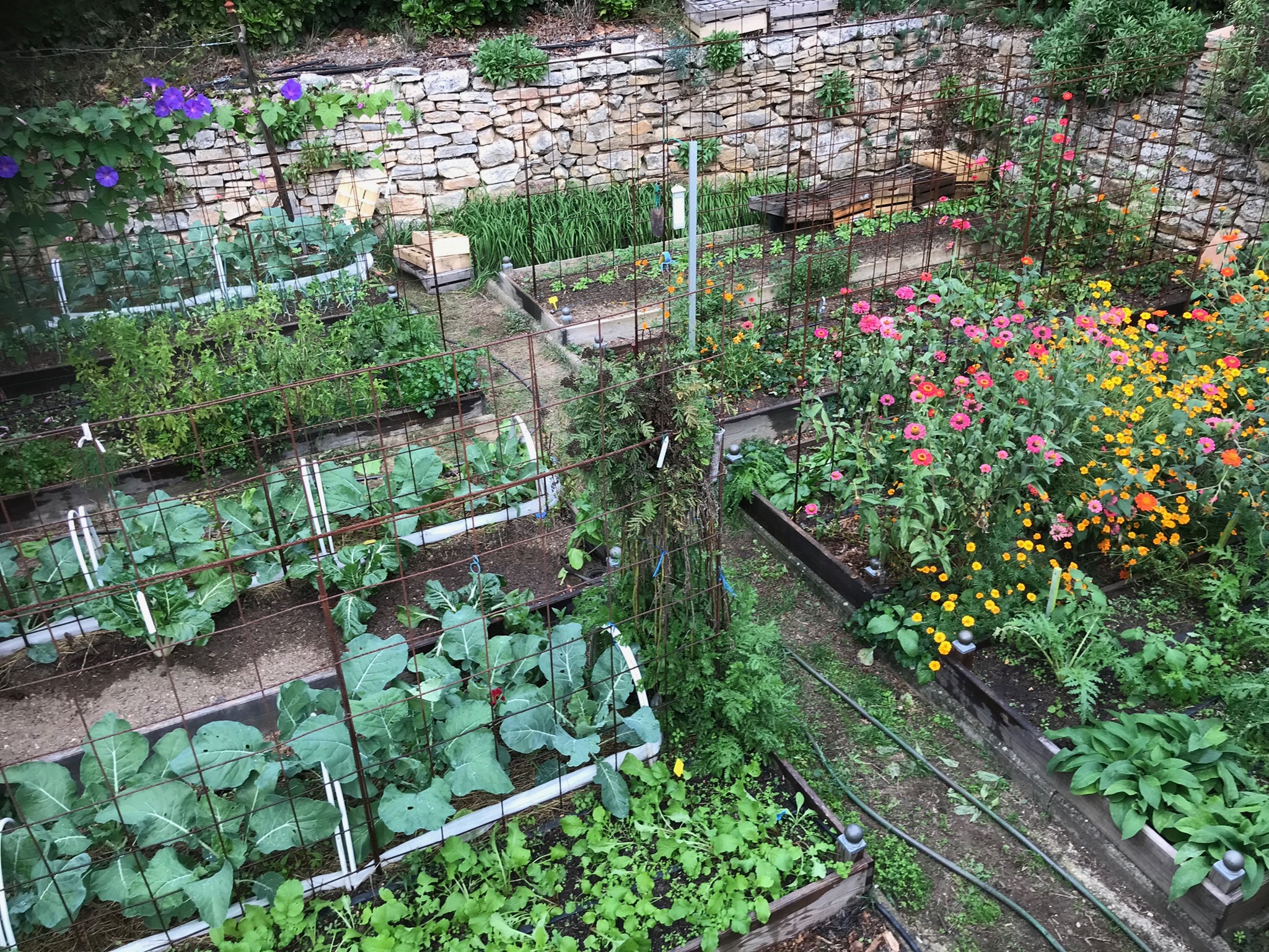 Ferme de l'orme creux, graines pour oiseaux du jardin, agriculture de  conservation des sols