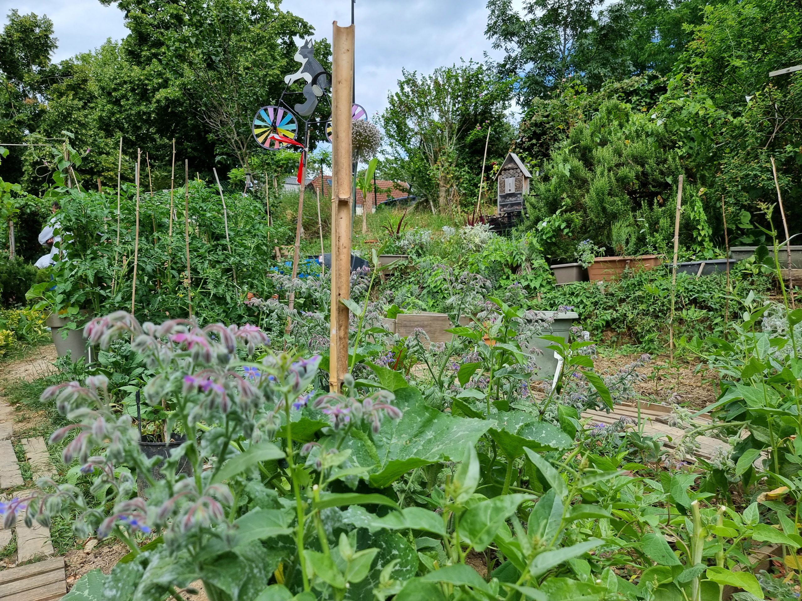 Le pluviomètre, c'est quoi, comment l'utiliser - Promesse de Fleurs