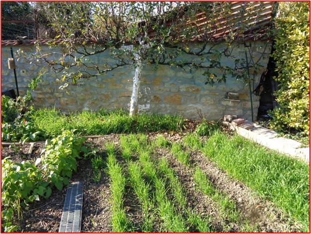 La bouillie bordelaise : un allié incontournable pour des tomates en pleine  santé - Le Parisien