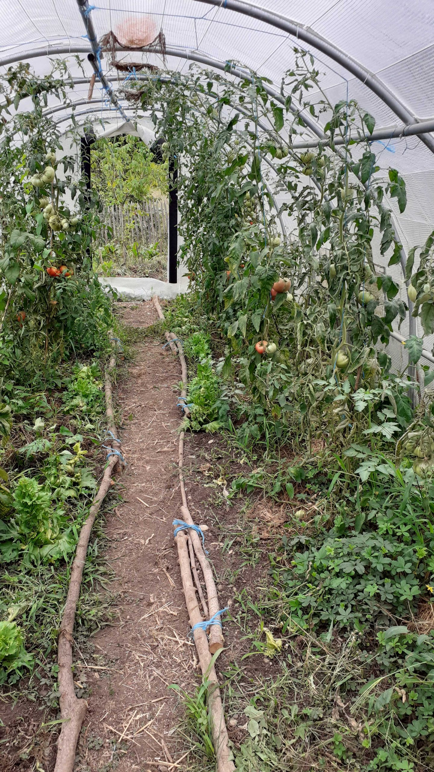 Tunnel plein champs pour potager - Boutique du jardin