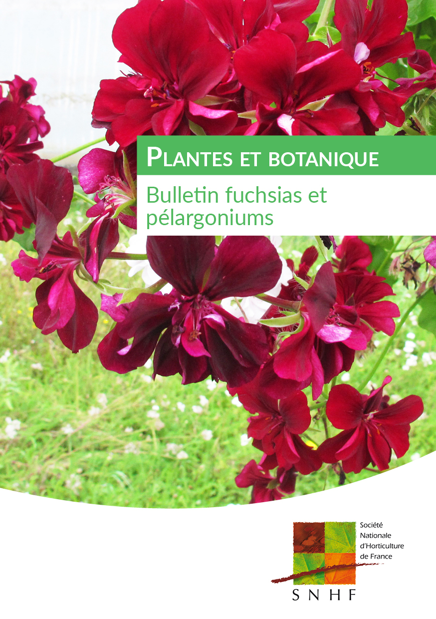 Œillet d'Inde - Société Nationale d'Horticulture de France